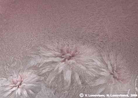 Chrysanthemums Always (colouring - 1)
